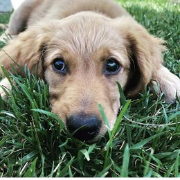 Golden Retriever Puppies from Red Bank Goldens