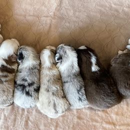 Miniature Australian Shepherd Puppies from Wild Outlaw Aussies