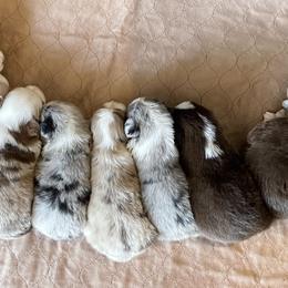 Miniature Australian Shepherd Puppies from Wild Outlaw Aussies