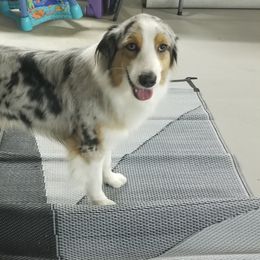 Australian Shepherds and Cotons de Tulear from Carousel Critters