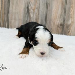 Kove - Tri-color female Bernedoodle puppy in Wamego, Kansas from Doodles of Oz