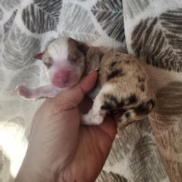 Harvest - Red merle male Miniature Australian Shepherd puppy in Marysville, Washington from Garay Mini Aussies