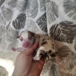 Harvest - Red merle male Miniature Australian Shepherd puppy in Marysville, Washington from Garay Mini Aussies
