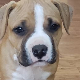 American Staffordshire Terriers from Ali-Aj