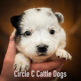 Boy 2 - Blue male Australian Cattle Dog puppy in Blackfoot, Idaho from Circle C Australian Cattle Dogs