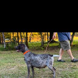 July - German Shorthaired Pointer