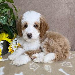 Casanova - male Australian Mountain Doodle puppy in Seymour, Missouri from D and D’s Dandy Doodles