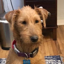 Irish Terriers from Cloverdell Irish