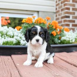Brayden - Tri-color male Cavalier King Charles Spaniel puppy in West Sacramento, California from Autumn Nightz Cavaliers