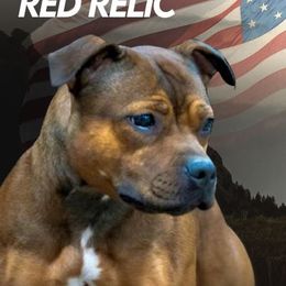 Niah - Staffordshire Bull Terrier
