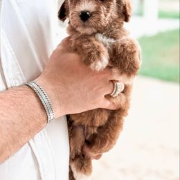 Bernedoodle and Goldendoodle Puppies from Supreme Doodles of Texas