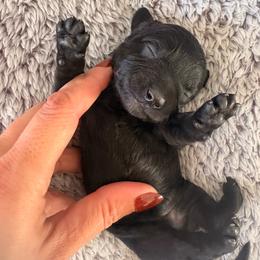 Black girl 1 - Black female Dachshund puppy in Newark, Delaware from Rich Point