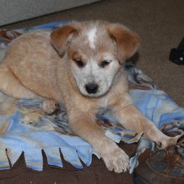 Australian Cattle Dog Puppies from Lyla Hinman