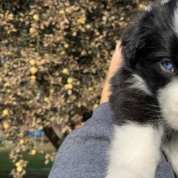 Border Collie Puppies from Best Friend Borders