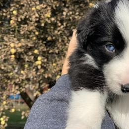Border Collie Puppies from Best Friend Borders