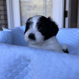 Havanese Puppies from Cralyn's
