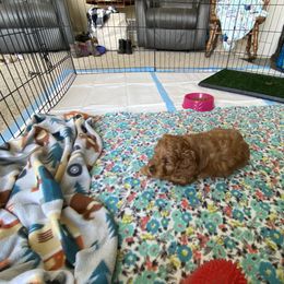 Cockapoo Puppies from Coco's Cocopuffs