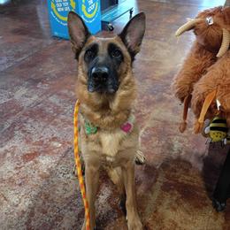 Lena - Black and tan female German Shepherd puppy in Grants Pass, Oregon from Granville German Shepherds