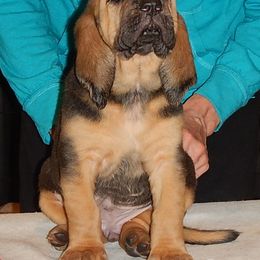 Bloodhound Puppies from Sleepy Hollow Hounds