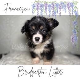 Francesca- Fluffy - Black and white female American Corgi puppy in Greenwood, Indiana from Witch Creek Corgis