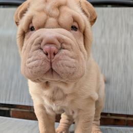 Boy 3 - Apricot dilute male Chinese Shar-Pei puppy in Autryville, North Carolina from T&D'S Razen Wrinkles Shar-pei