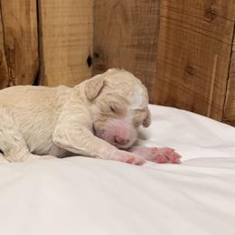 Carl - Cream and white male Aussiedoodle puppy in Lavonia, Georgia from H & A Kennels