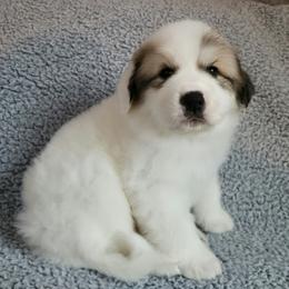 Moose - green collar - White and badger male Great Pyrenees puppy in Monmouth, Maine from Flewelling Great Pyrenees