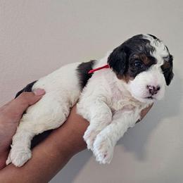 Kit Kat - Grey and white female Bernedoodle puppy in Decatur, Georgia from So Adoodable