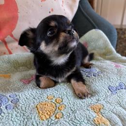 Joni - Black and tan female Chihuahua puppy in Monterey, Virginia from Blue Grass Valley Chihuahuas