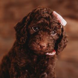Bernedoodle and Poodle Puppies from Miranda’s Sunshine Poodles and Doodles