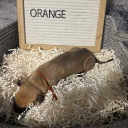 Orange - Fawn male Great Dane puppy in Byron, Georgia from Dynamic Danes