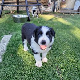 Hawk - Black and white male Border Collie puppy in Morgan, Texas from Shooting Star Ranch
