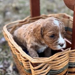 Girl 2 - Cavapoo puppy from Southern Charm Cavapoos