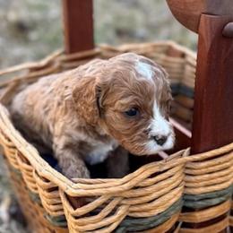 Girl 2 - Cavapoo puppy from Southern Charm Cavapoos