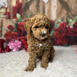 Violet - Red  female Goldendoodle puppy in Lake Panasoffkee, Florida from Donnas Deluxe Doodles LLC