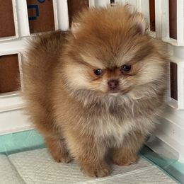 Pebbles - Chocolate sable female Pomeranian puppy in Corydon, Indiana from Kortes Pomeranians