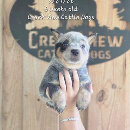 Girl 1 - Blue female Australian Cattle Dog puppy in Monroe, North Carolina from Creek View Cattle Dogs