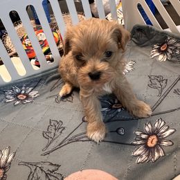 Make green - Apricot male Maltipoo puppy in Southern,, California from Maltipoo Tiny Pups