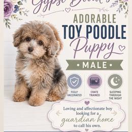 Utah residents only - Guardian Home Opportunity - Brown male Poodle puppy in Herriman, Utah from Gypsi Doodles & Poodles LLC.