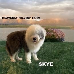 SKYE - Old English Sheepdog