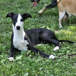 Oak - Black Whippet puppy in Lenoir City, Tennessee from Equiss Whippets