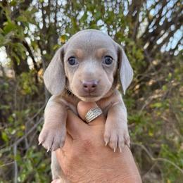 Puppy 2 - Fawn (isabella) and tan female Dachshund puppy in Riverside, California from Saddle Up Dachshunds