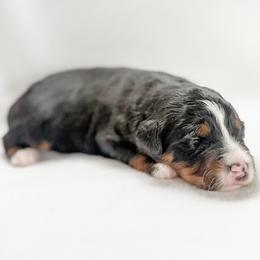 Mozzarella - female Australian Mountain Doodle puppy in Sharpsburg, Georgia from Steindoodles