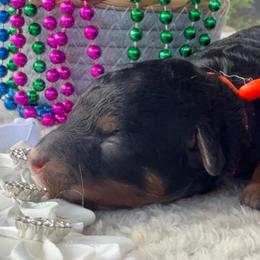 Star - Phantom female Poodle puppy in Lakeland, Florida from Gulfside Poodles