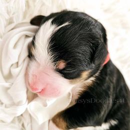 Bernedoodle Puppies from Daisy's Doodles