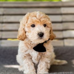 Boy 1 - Goldendoodle puppy in Riverton, Utah from Utah Doodlebug