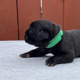 Cane Corso Puppies from Busch Kennels LLC