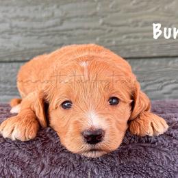 Bun - Apricot female Goldendoodle puppy in Lancaster, Minnesota from North Star Dog Training