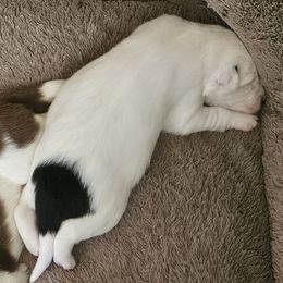 Girl 2 - female Border Collie puppy in Chino Valley, Arizona from Dog Pond Border Collies