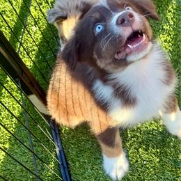 Yorick - Red tri-color male Australian Shepherd puppy in Tucson, Arizona from TTTNT Aussies